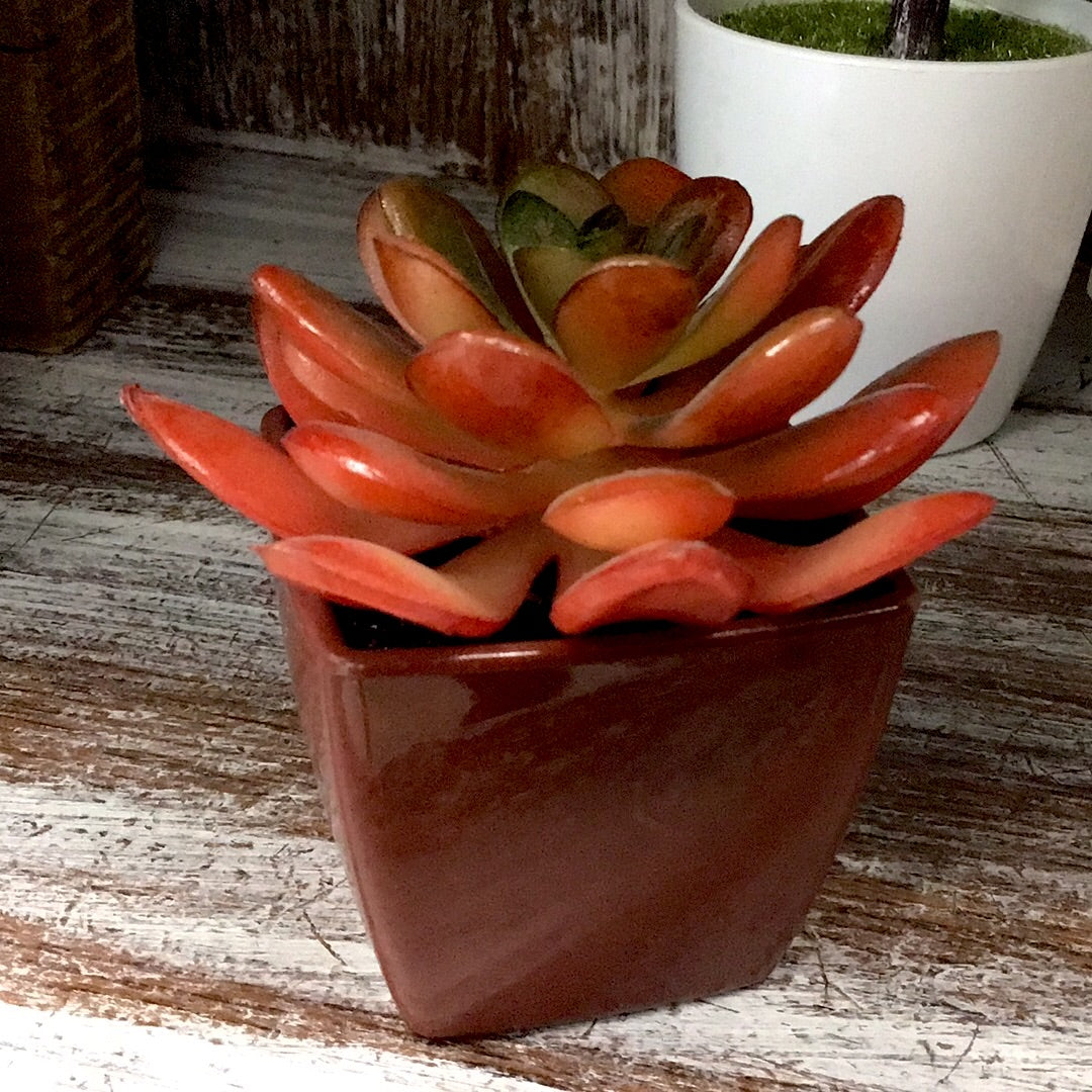 Mini Red Succulent Decor